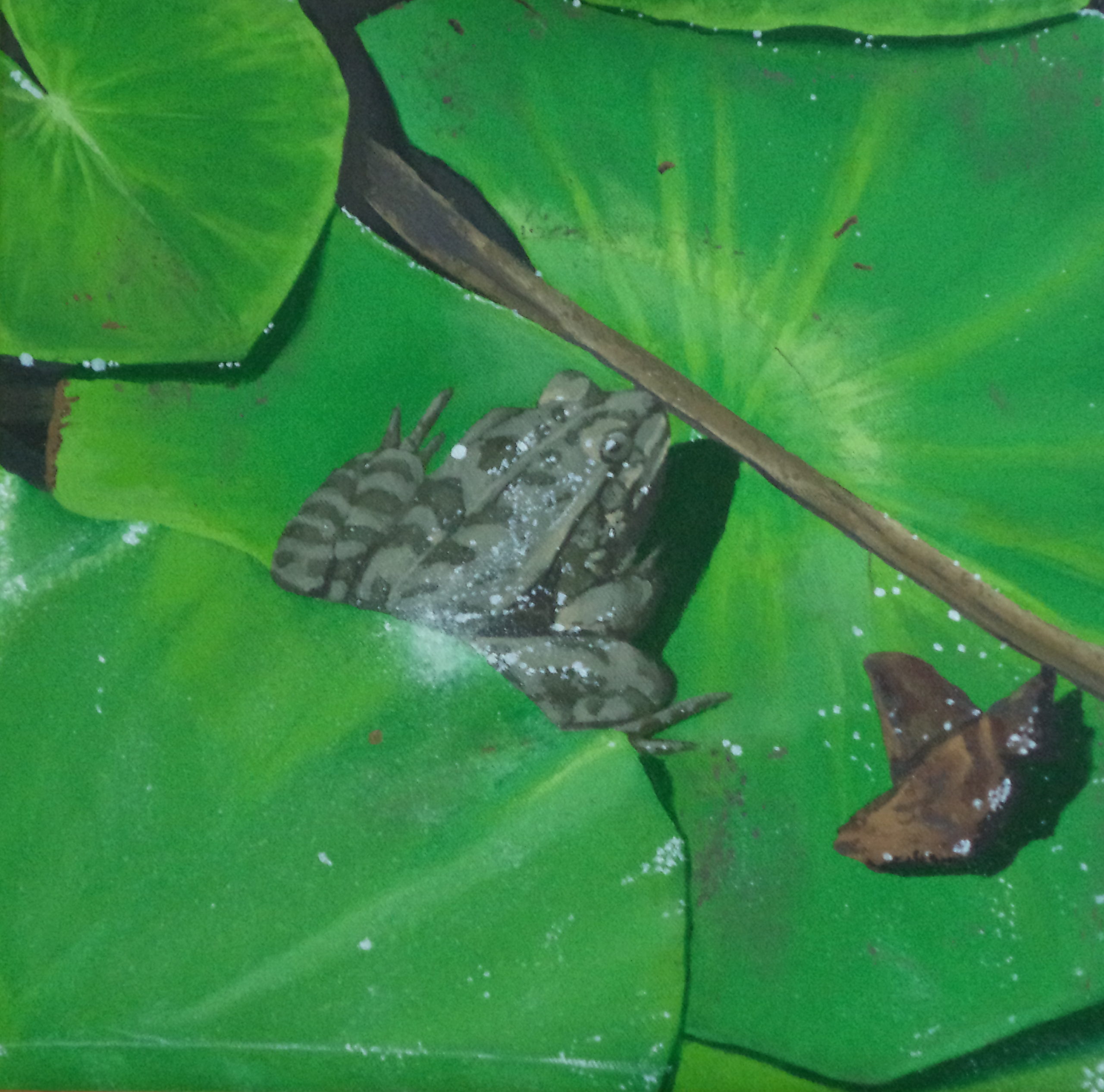 grenouille